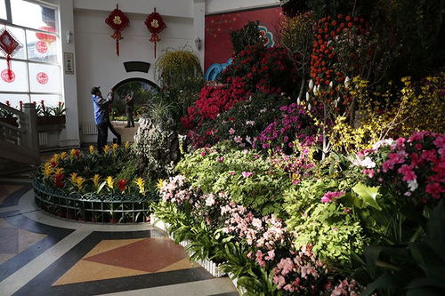 中山公園迎春花卉精品展開(kāi)幕 70余種精品同期綻放