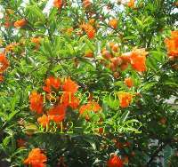 專(zhuān)業(yè)綠化一站式解決方案——苗木花卉基地，您的生態(tài)家園建設(shè)者