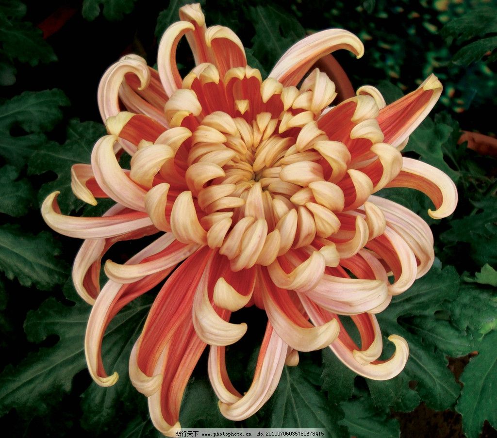 秋日盛放，千姿百態(tài) 花卉中的君子——菊花