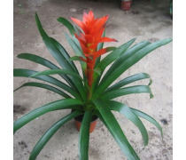 花卉產(chǎn)品庫 自然之美，生活之韻